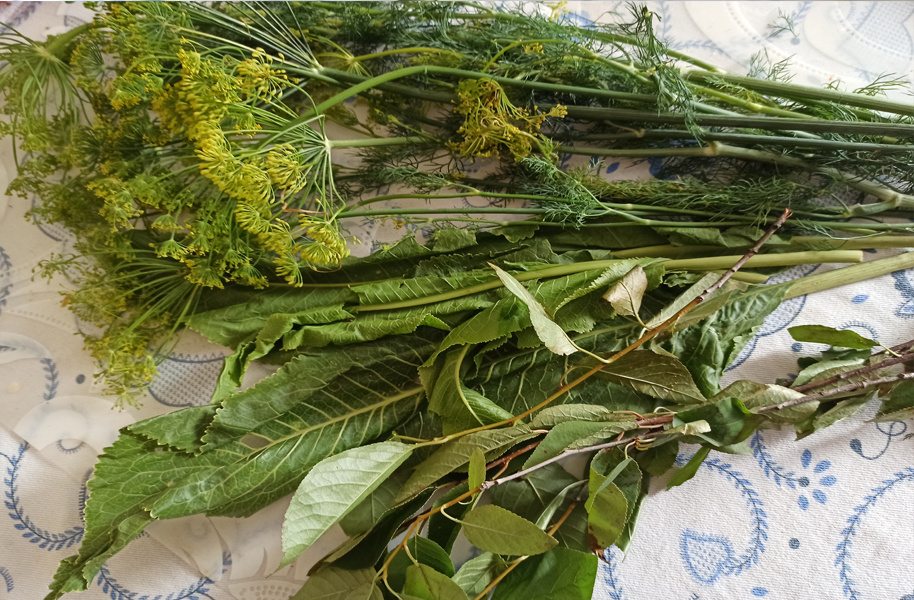 Зелень для огурцов