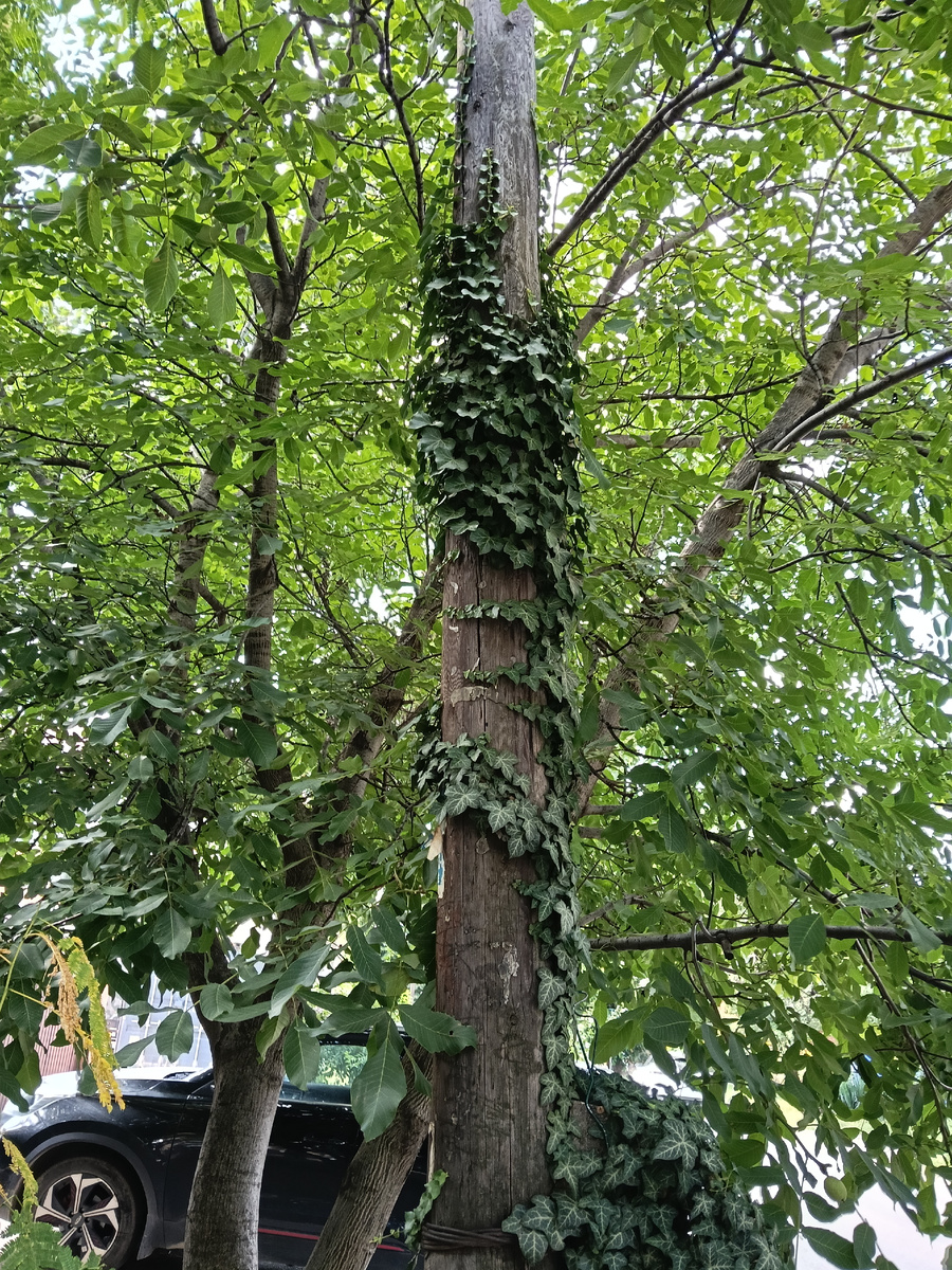 Краснодар. Лето