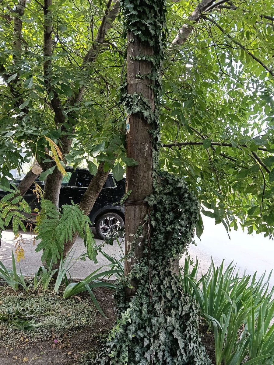 Сила природы