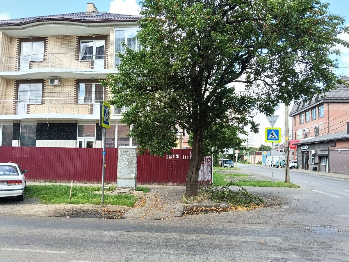 Краснодар. Абрикосы поспели