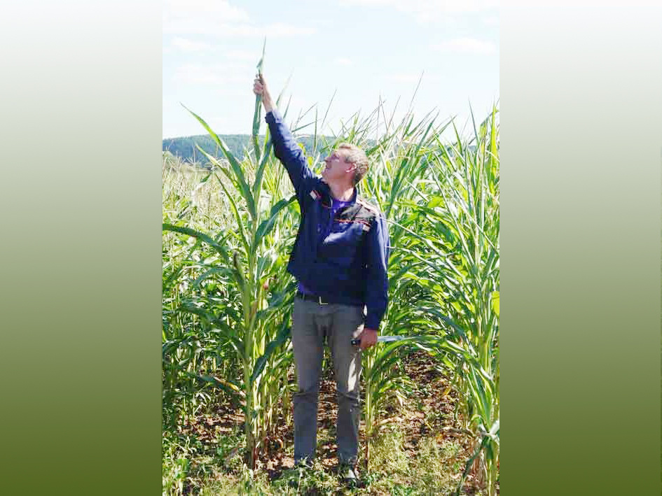 Константин Афанасьев на одном из чапаевских полей измеряет высоту сортовой кукурузы