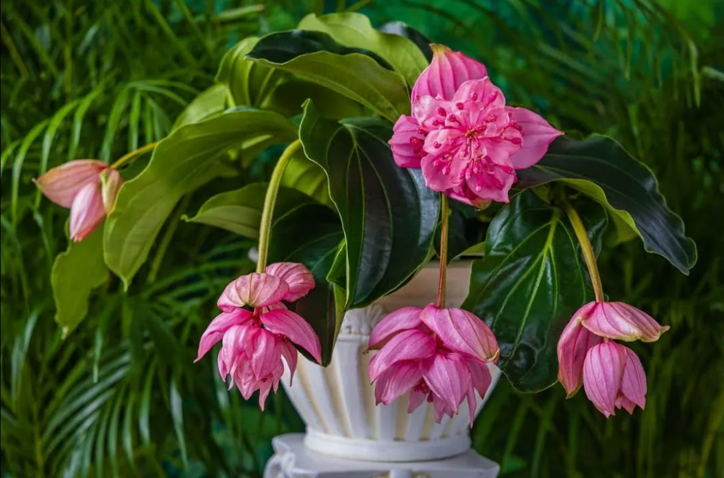 Цветок Мединилла