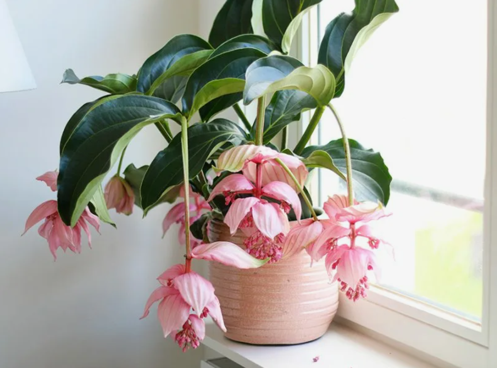 Цветок Мединилла