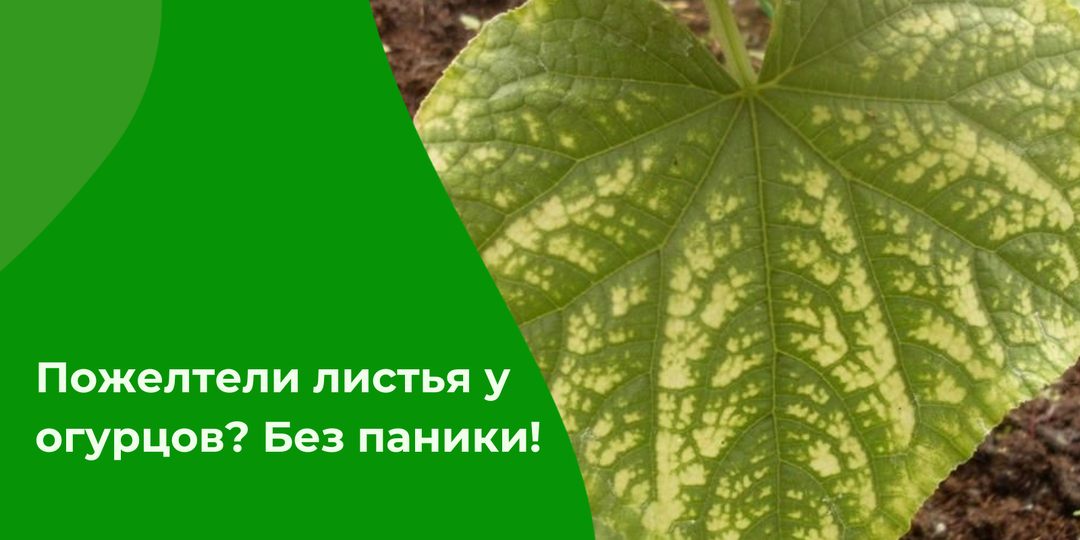 Пожелтели листья у огурцов в начале июля... Как спасти урожай?