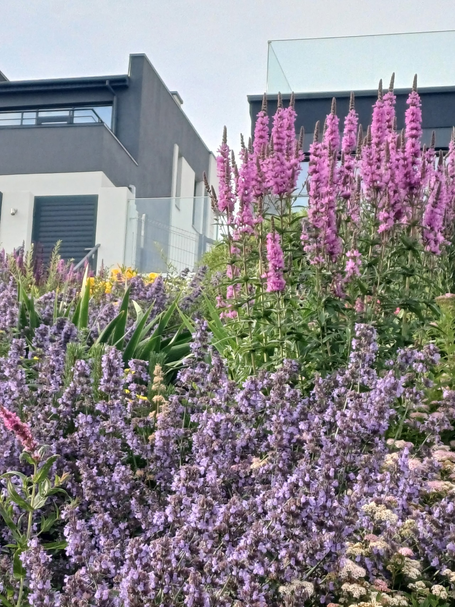 лето летнее...