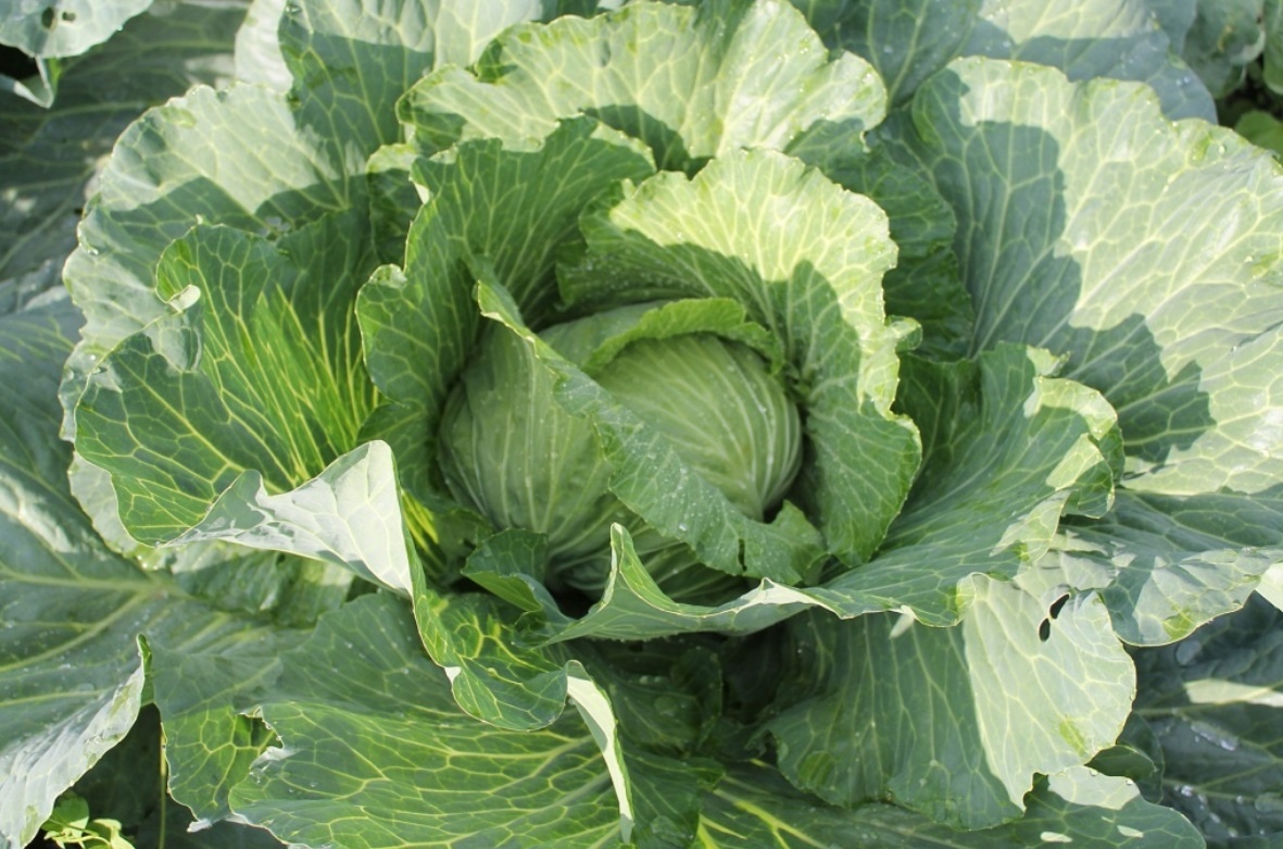 Чем подкормить капусту в июле для формирования плотного кочана