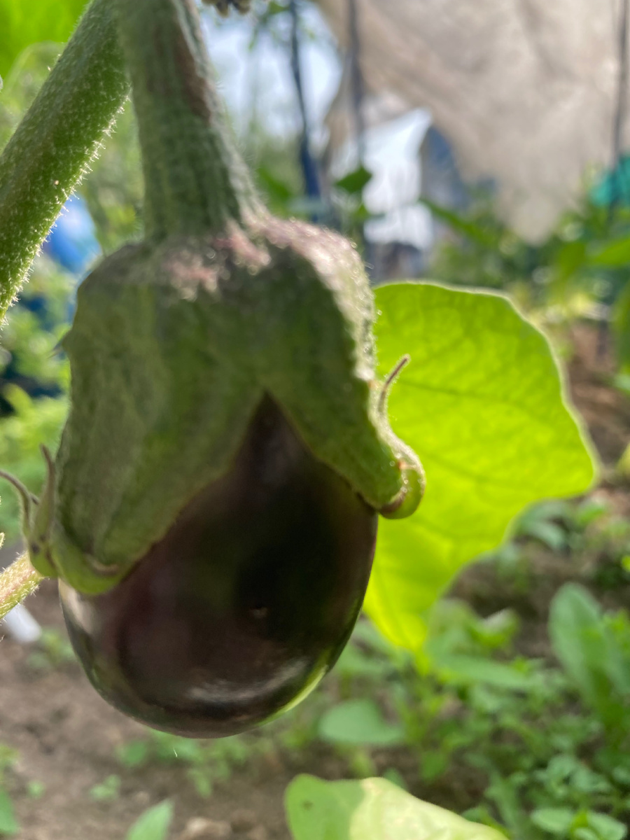 7 июня баклажан Галине в моем саду