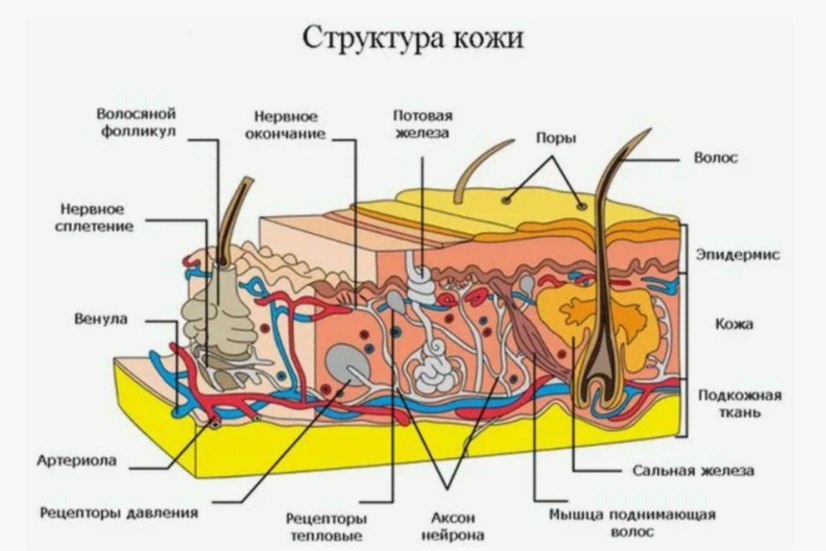Иллюстрация взята из открытого источника