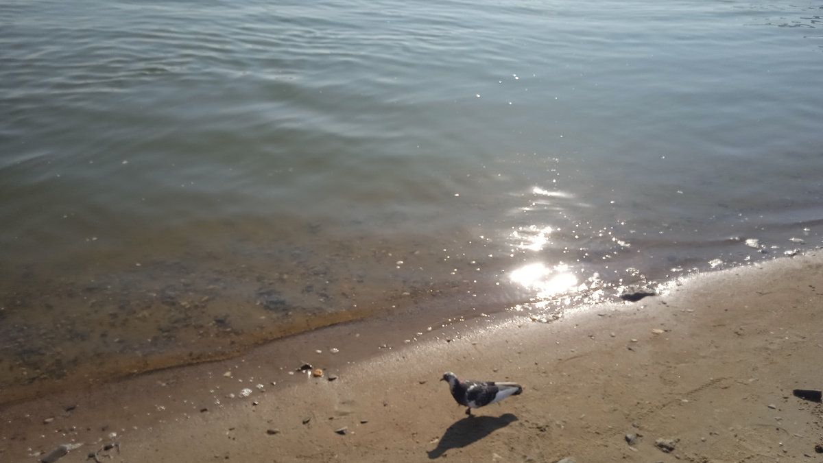 Голубь на берегу.