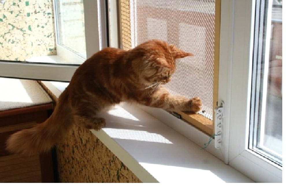 Картинки Яндекс