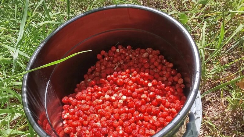     Алтайские любители грибов и ягод похвастались лесными находками. ВК сообществе «Грибы и Грибники Алтайского края»
