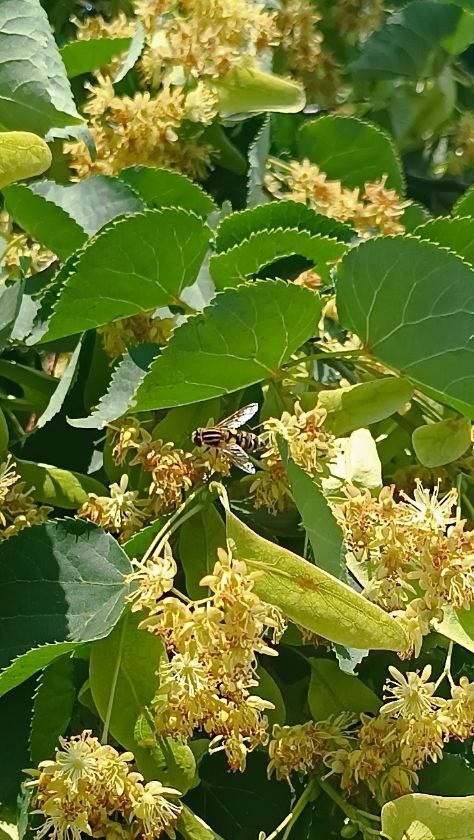 Муха из семейства журчалок