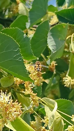 Муха из рода Ильниц, семейства Журчалок.