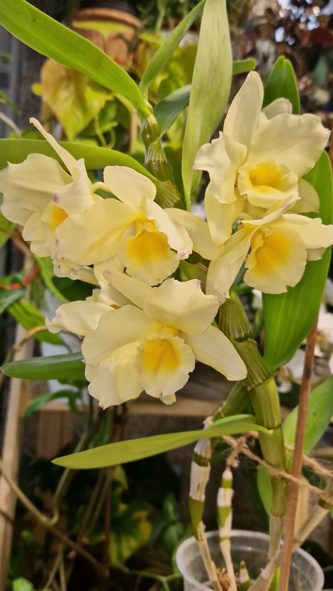 Орхидея Дендробиум. Частная коллекция цветов Татьяны Семёновой. Автор фото Т. Семёнова.