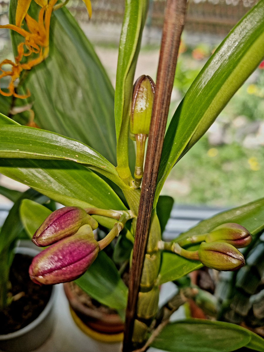 Орхидея Дендробиум. Частная коллекция цветов Татьяны Семёновой. Автор фото Т. Семёнова.