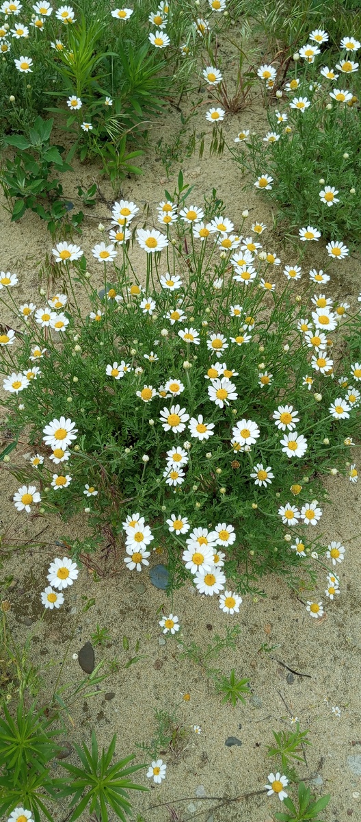 Мое личное ромашковое поле