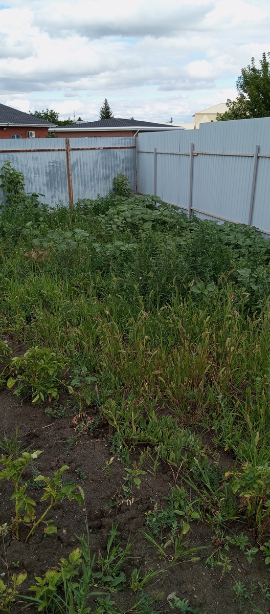 Картофельное поле