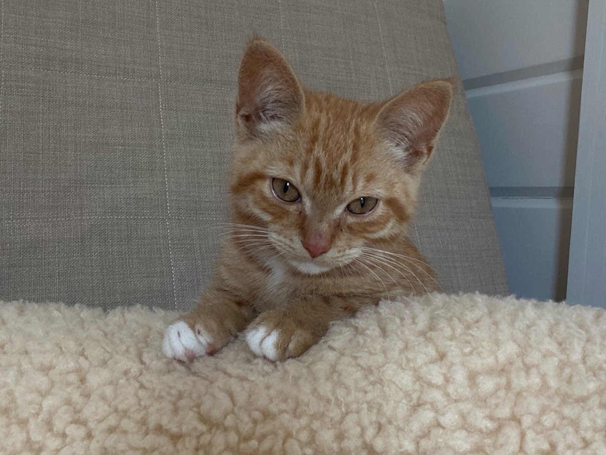 Недавно рыжий котёнок был уличным, а сейчас это счастливая домашняя кошечка