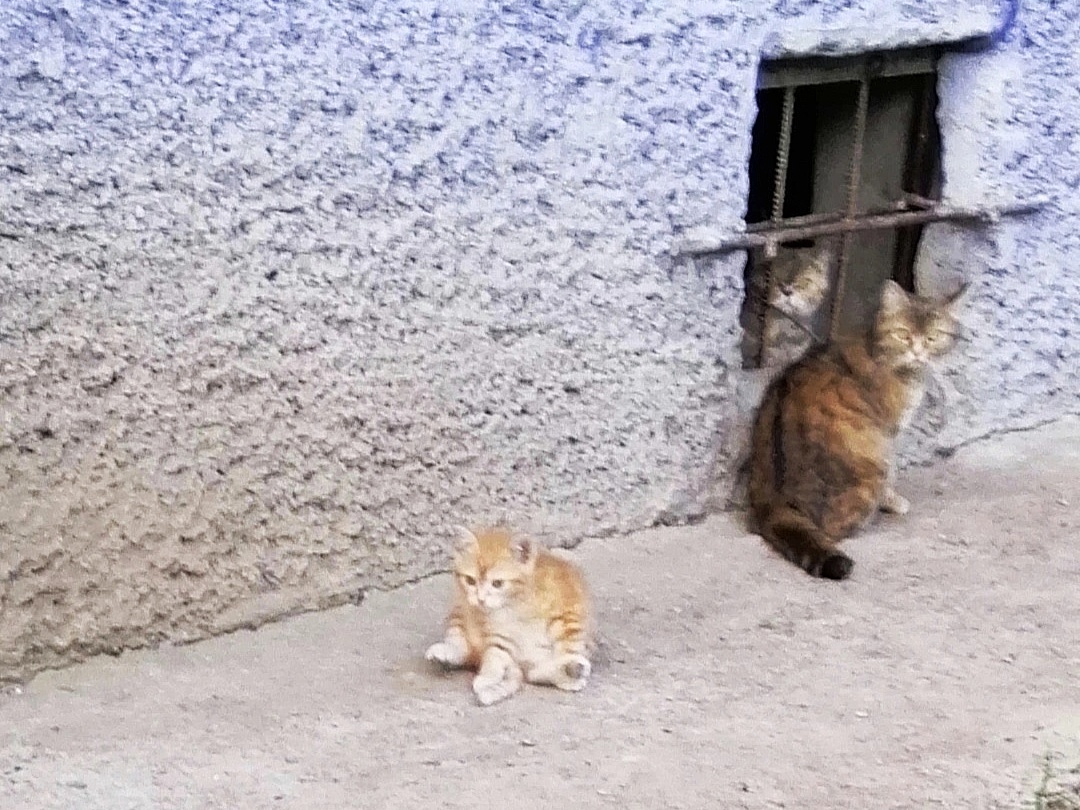 Почти в каждом доме нашего города живут бездомные кошки, которые регулярно приносят котят