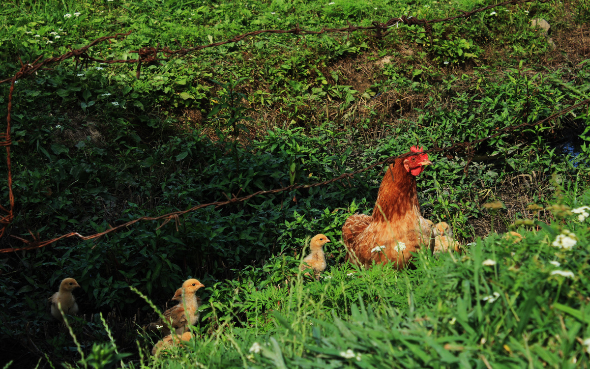 Во дворе у Зиты