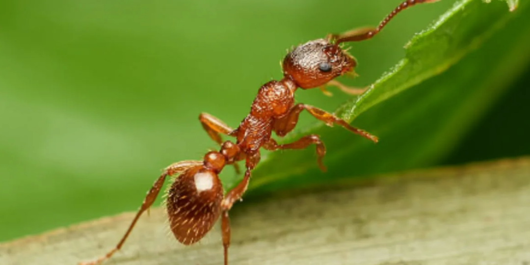 Муравьи на грядках? Комплексный подход: как избавиться от муравьев и тли разом