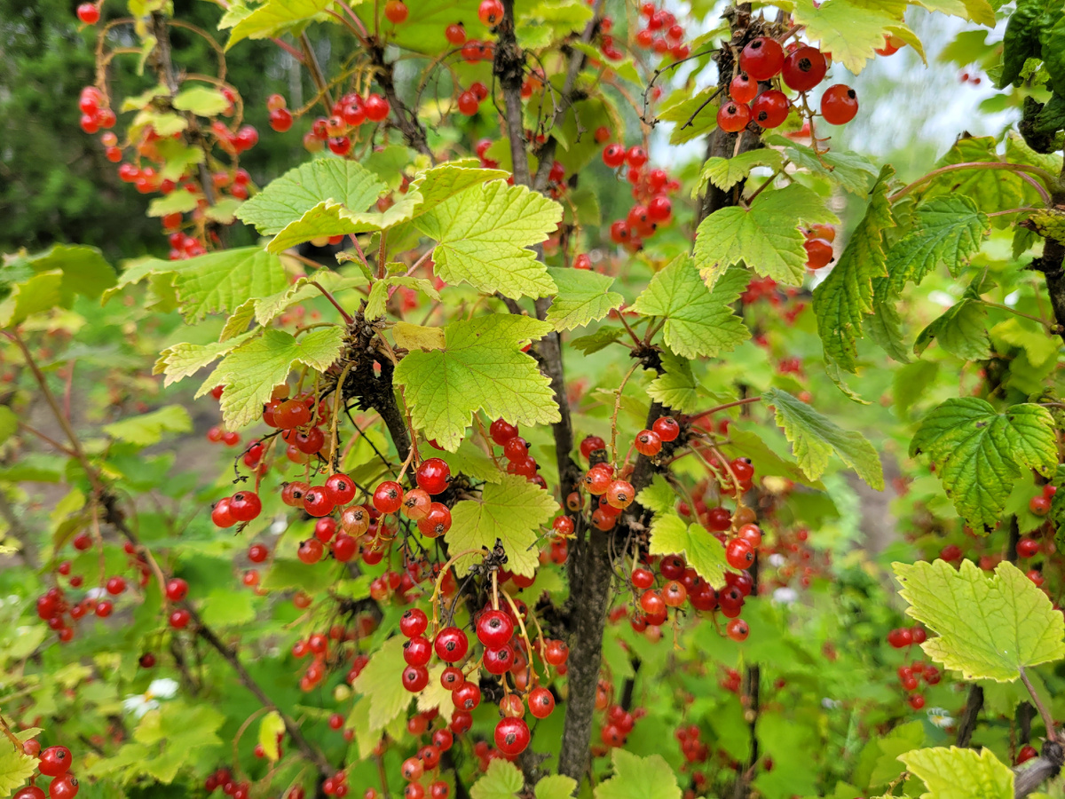 Красная смородина