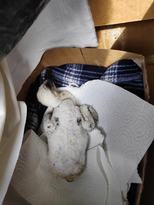 Аистята-сироты
Фото: из группы «Дом белого аиста» в соцсети «ВКонтакте»