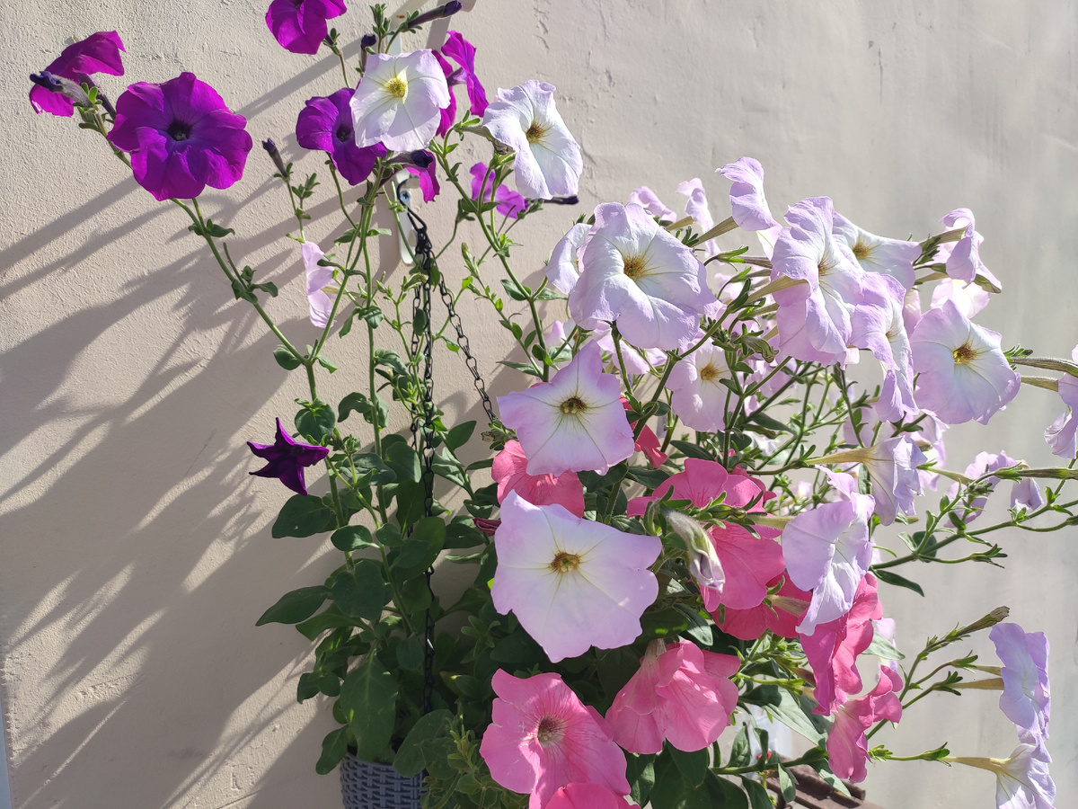 Срочно резать, не дожидаясь перетонита! )))
