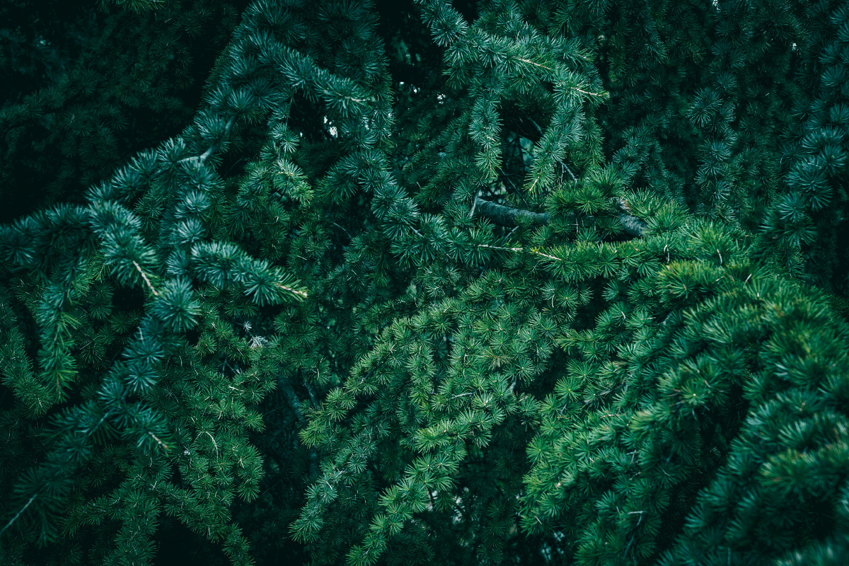 Картинка с бесплатного фотостока https://unsplash.com, автор Wyxina Tresse