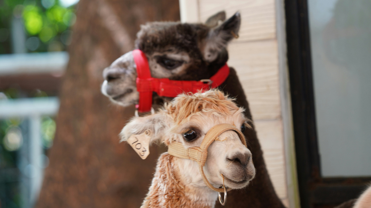 Картинка с бесплатного фотостока https://unsplash.com, автор Eka Kurniawan Muchiar