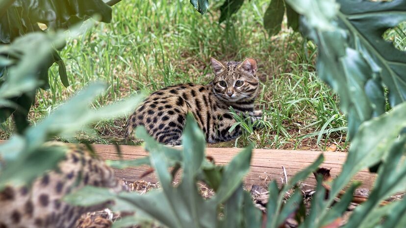 Сможете найти обеих черноногих кошек на этом фото?