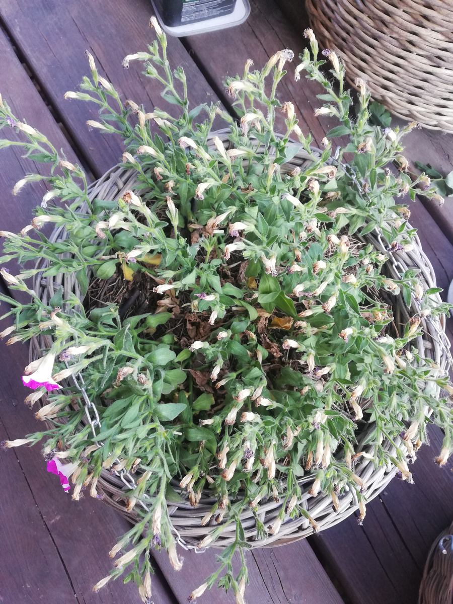 27 июня, до обрезки