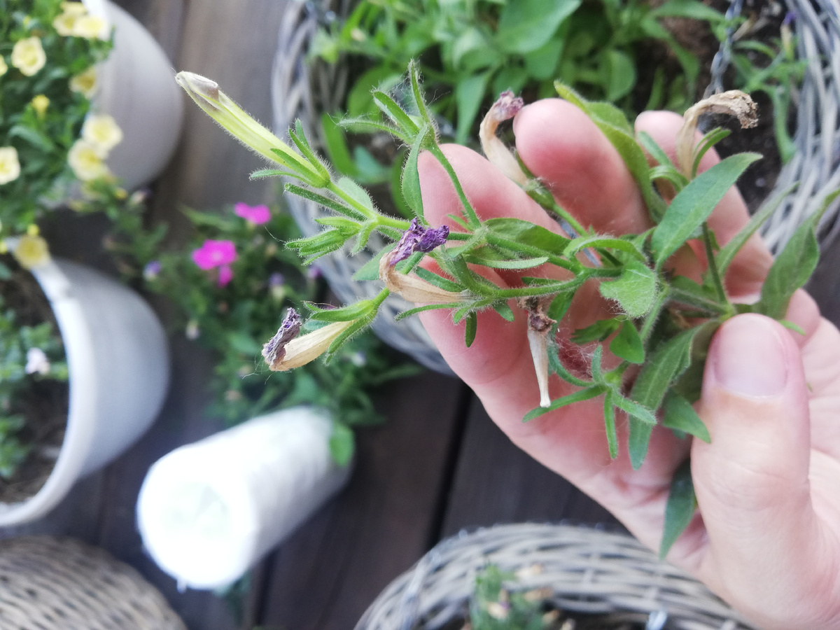 Столько срезала