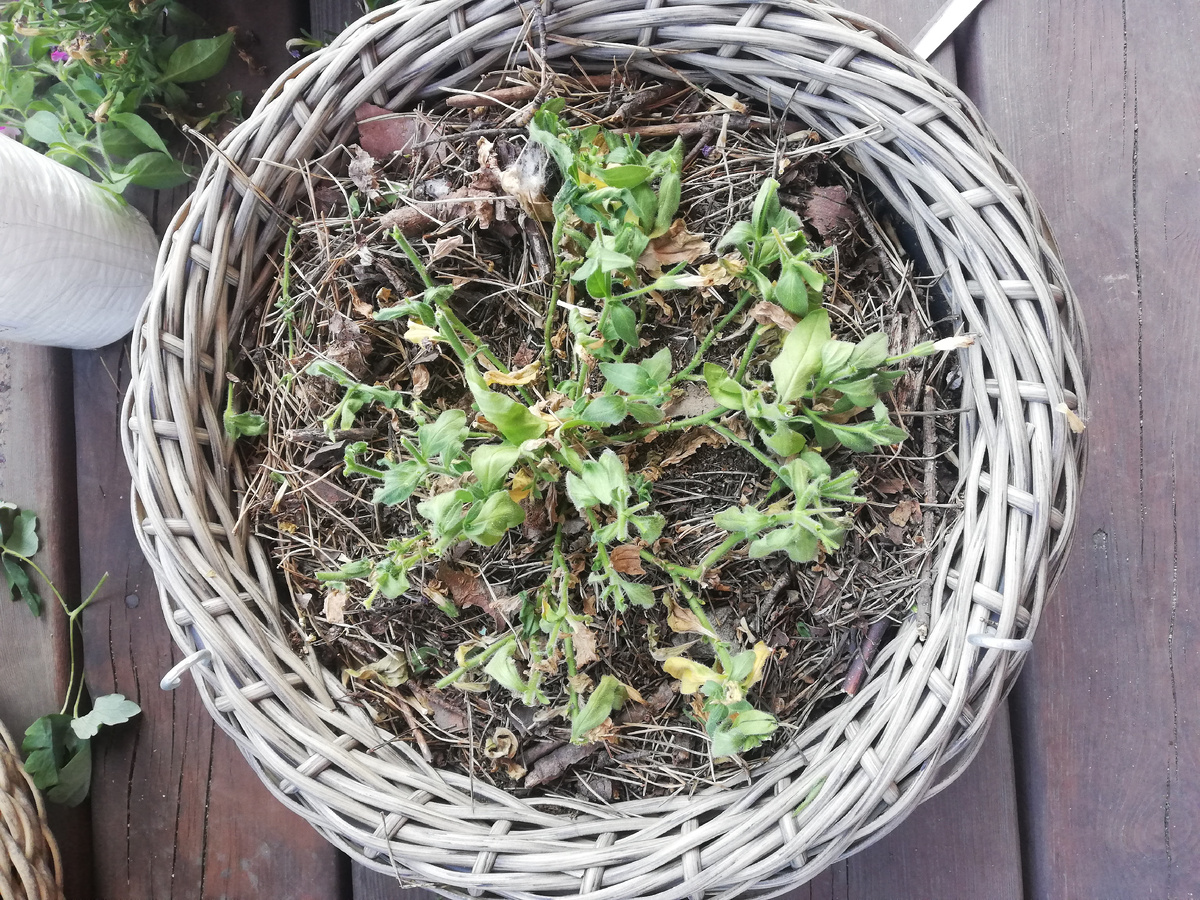 Печальный вид после обрезки.