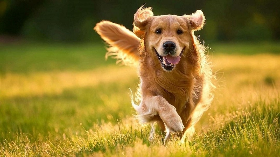 Этот парень по кличке Дизель готов к любым приключениям. 🚗