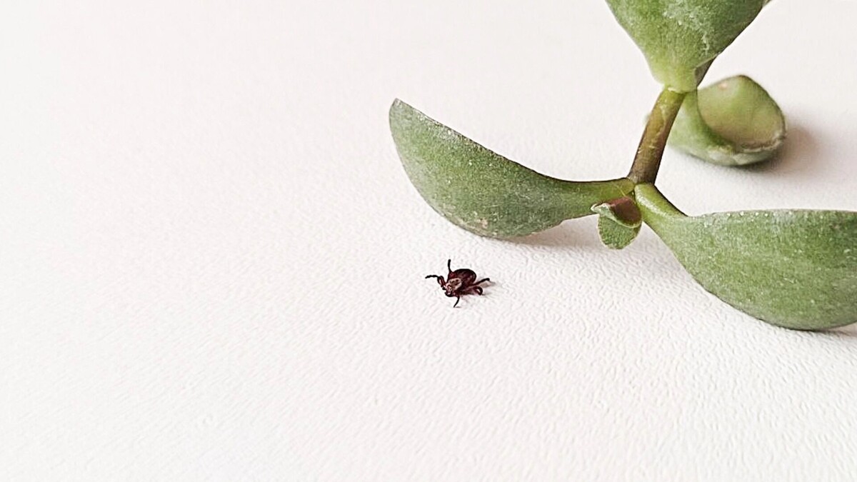     Источник: 1MI