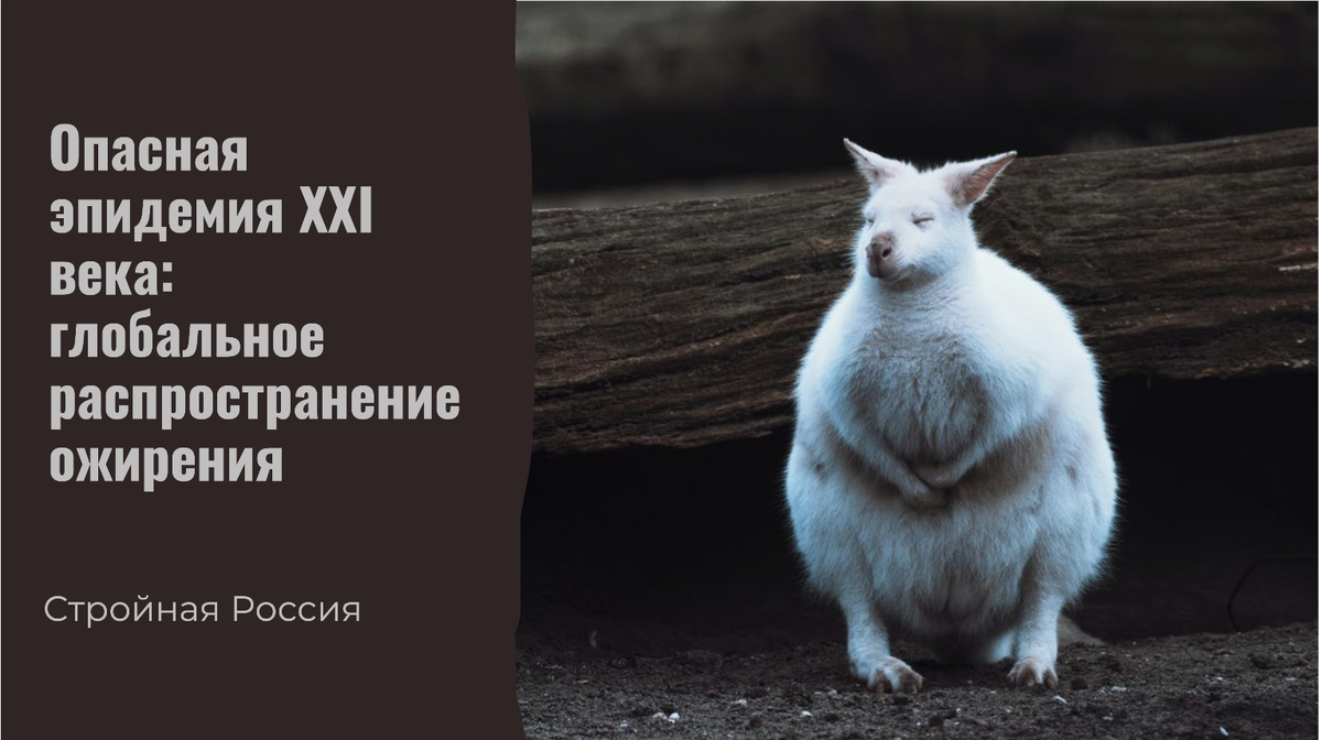 Сегодня мир столкнулся с новой угрозой, которую называют "эпидемией XXI века": глобальное распространение ожирения. Проблема касается не только отдельных стран, но и целых континентов, став серьезной медицинской и социальной задачей человечества.