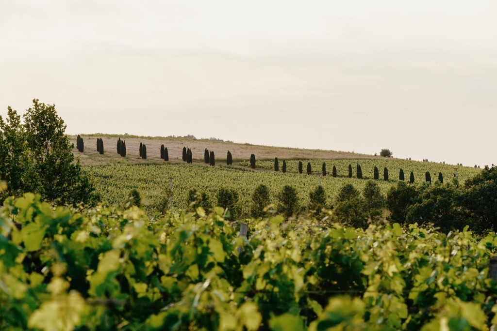 Виноградники долины Лефкадия