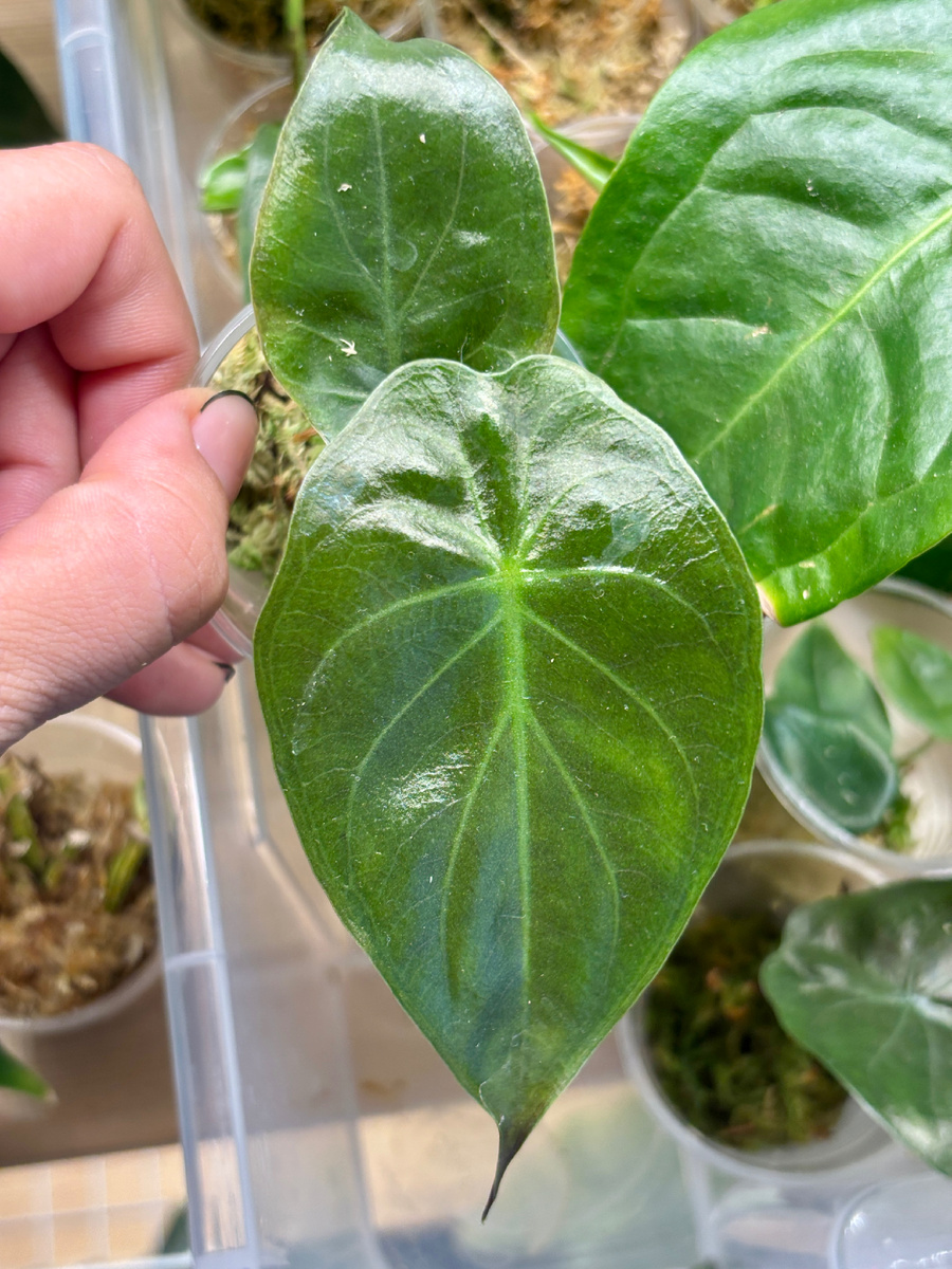 Второй крупнее и пока еще глянцевый.