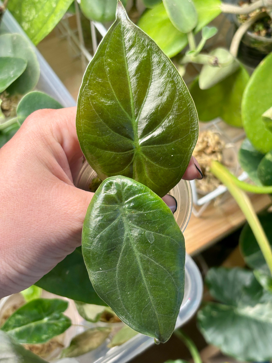 Нижний лист. самый первый, он со временем он стал менее блестящим.