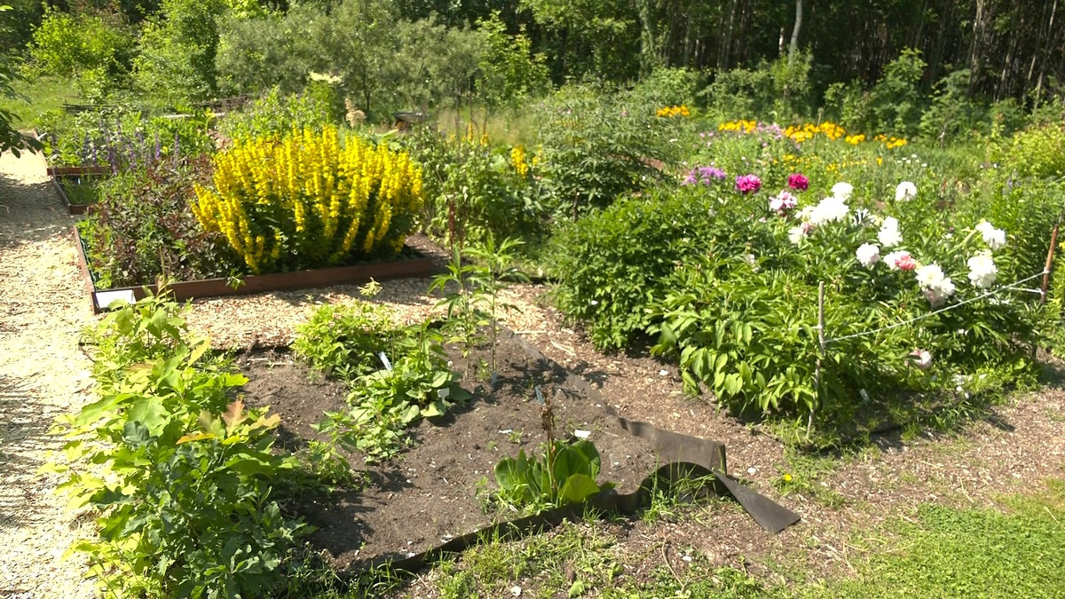    В Сургуте расцвели краснокнижные растения