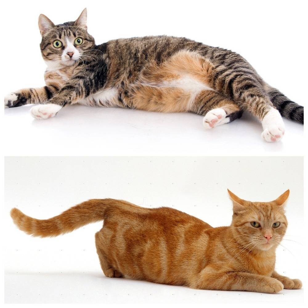 Картинки Яндекс