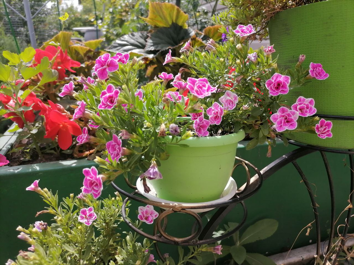 Махровая калибрахоа Супербелс Свит, фото автора