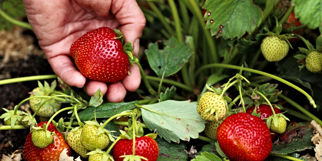 Как ухаживать за клубникой после сбора урожая: шесть слагаемых клубничного успеха