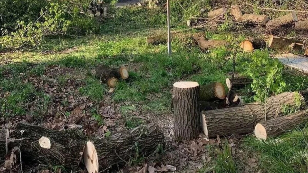     Автор: Администрация Краснодара