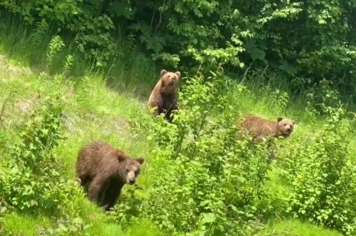    На Камчатке отгонят с трассы трех медвежат, просящих у автомобилистов еду