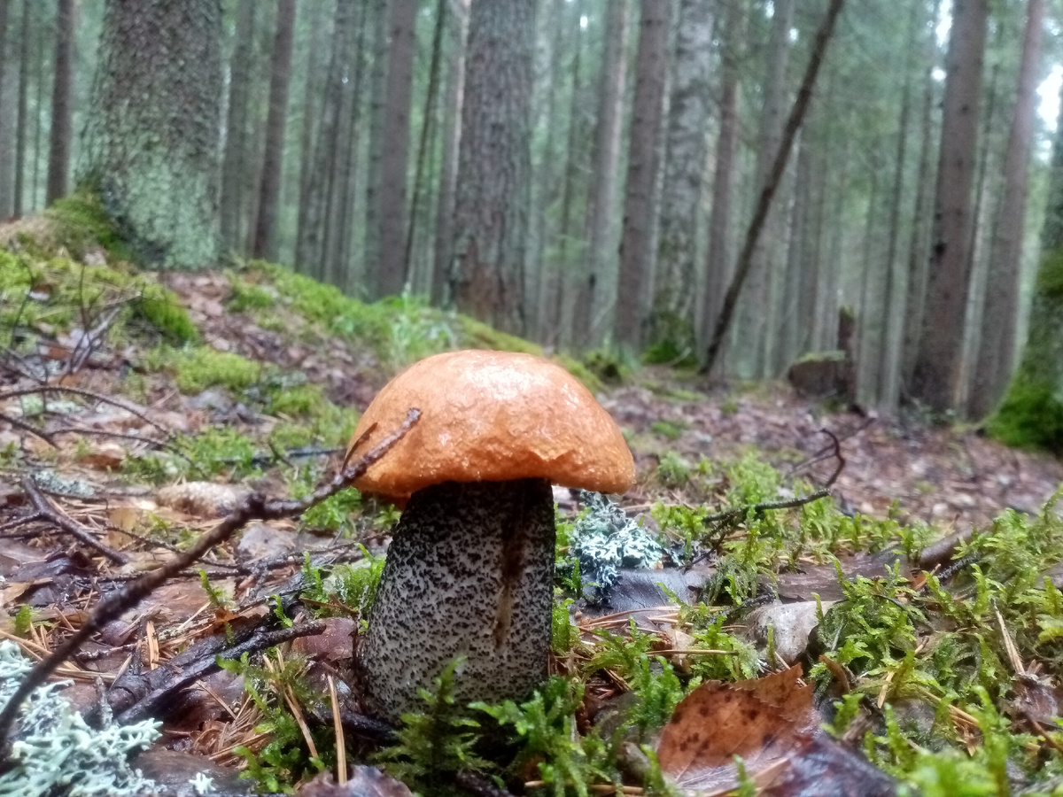 Подосиновик, 29.06.2025, фото автора