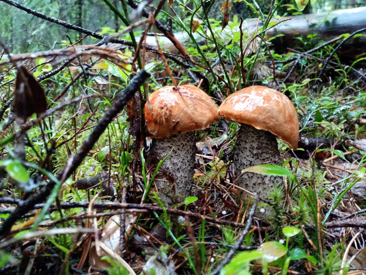 Парочка подосиновиков, 29.06.2025, фото автора