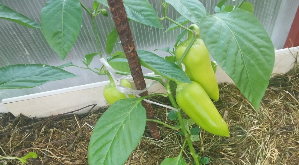 Делюсь методом июльской подкормки перца от 70-летней дачницы. Собираю по 12 кг с куста вместо жалких 2-3