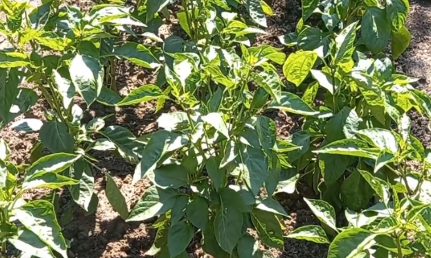 начинается цветение